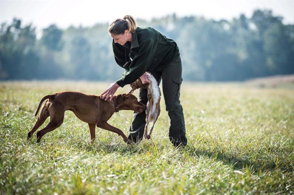 Un perro vizsla húngaro recupera una liebre para su propietario durante la competencia. Un perro vizsla húngaro recupera una liebre para su propietario durante la competencia.