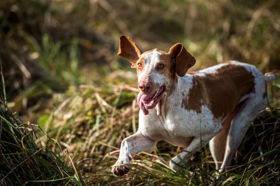 Un Vizsla italiano es fotografiado durante la competencia de habilidades de caza organizada por la Cámara Nacional de Hungría. Un Vizsla italiano es fotografiado durante la competencia de habilidades de caza organizada por la Cámara Nacional de Hungría.