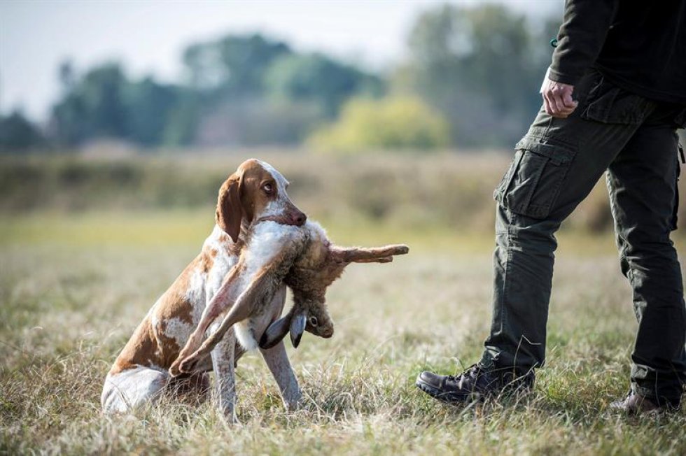 Un Vizsla italiano sostiene una liebre recuperada tras escuchar los comandos dados por su propietario durante una competencia de habilidades. Un Vizsla italiano sostiene una liebre recuperada tras escuchar los comandos dados por su propietario durante una competencia de habilidades.