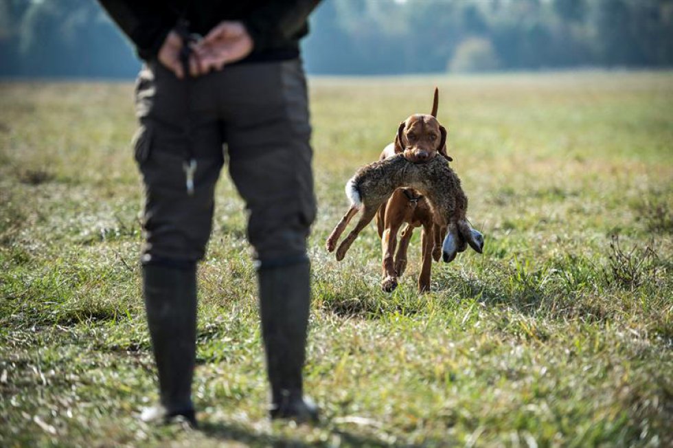 Estas razas tienen un promedio de vida de 10-14 años, tienen un gran olfato y se mueven bien por agua y por tierra. En la foto, uno Vizsla húngaro le lleva una liebre a su amo. Estas razas tienen un promedio de vida de 10-14 años, tienen un gran olfato y se mueven bien por agua y por tierra. En la foto, uno Vizsla húngaro le lleva una liebre a su amo.