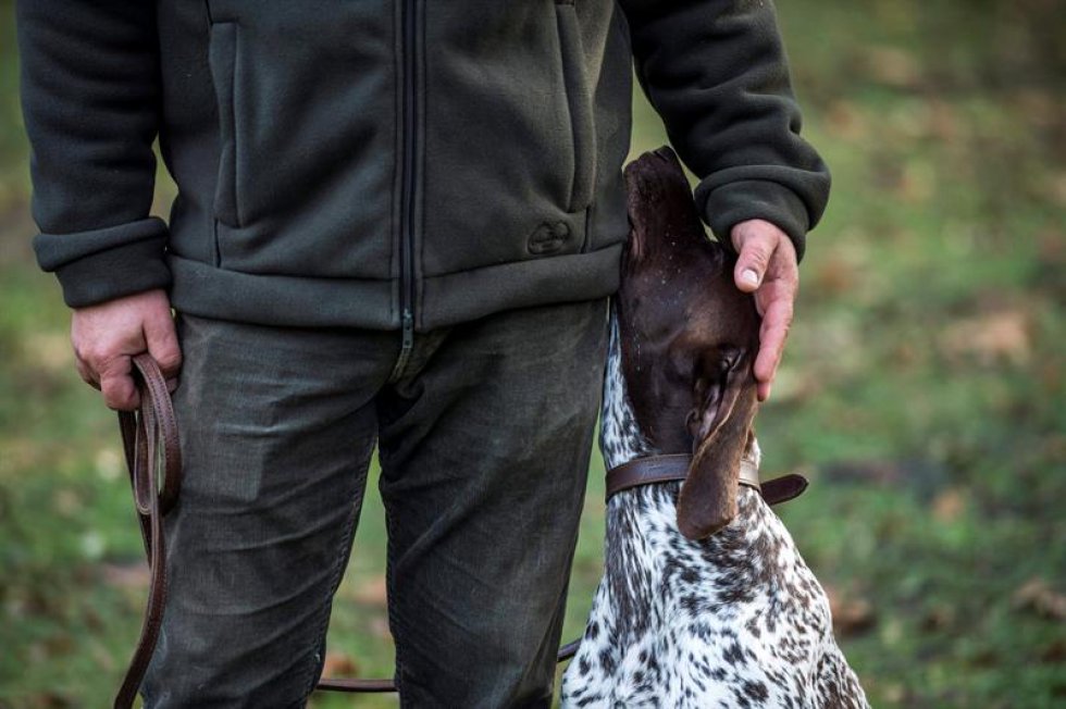 Un Vizsla alemán es acariciado por su propietario. El Vizsla es el perro nacional de Hungría y aparece por primera vez en ilustraciones del siglo X. Un Vizsla alemán es acariciado por su propietario. El Vizsla es el perro nacional de Hungría y aparece por primera vez en ilustraciones del siglo X.