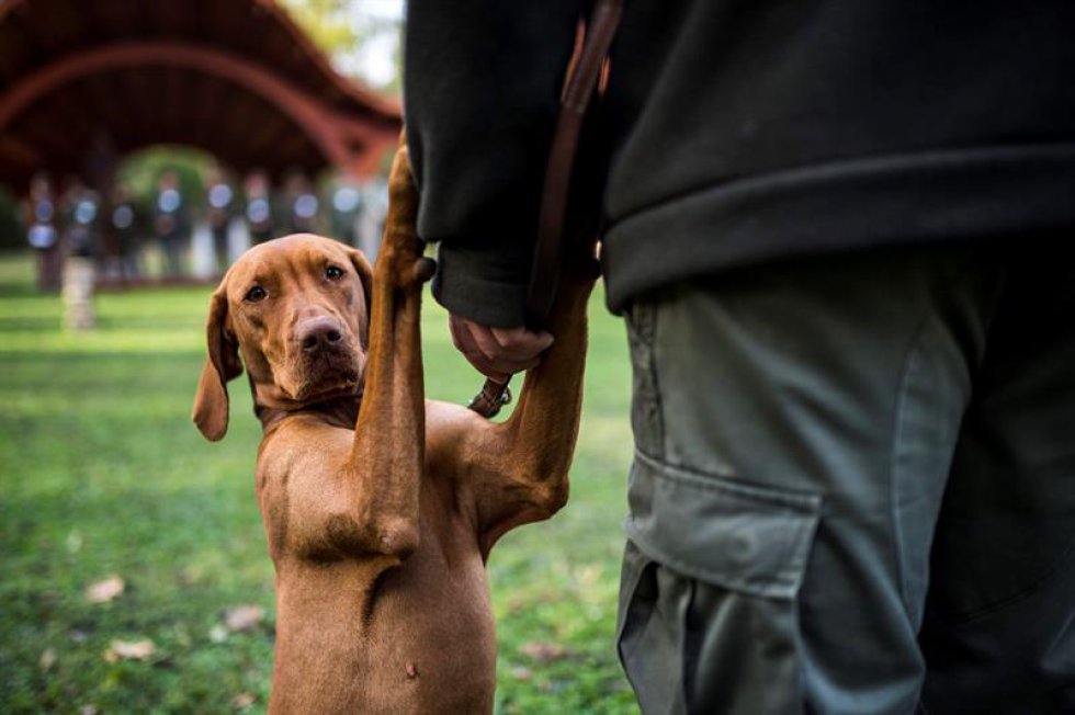 Los perros Vizsla son utilizados para la cacería o como animal de compañía, tienen tamaño mediano, pelo corto y son de origen húngaro. Los perros Vizsla son utilizados para la cacería o como animal de compañía, tienen tamaño mediano, pelo corto y son de origen húngaro.