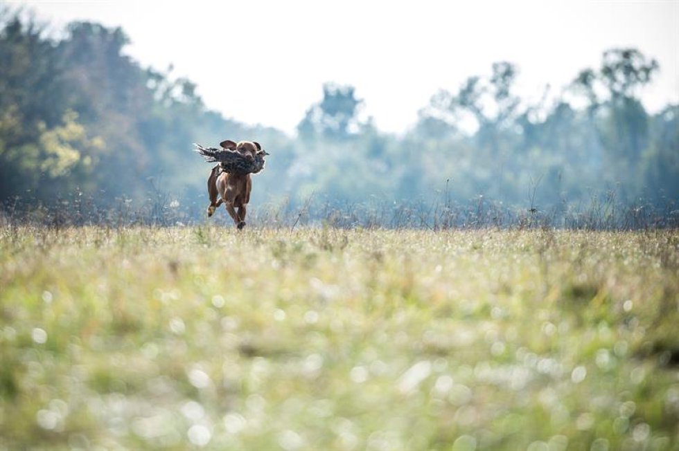 Un perro Vizsla húngaro atrapa a un ave de corral durante la competencia de habilidades de caza en Soponya, Hungría Un perro Vizsla húngaro atrapa a un ave de corral durante la competencia de habilidades de caza en Soponya, Hungría