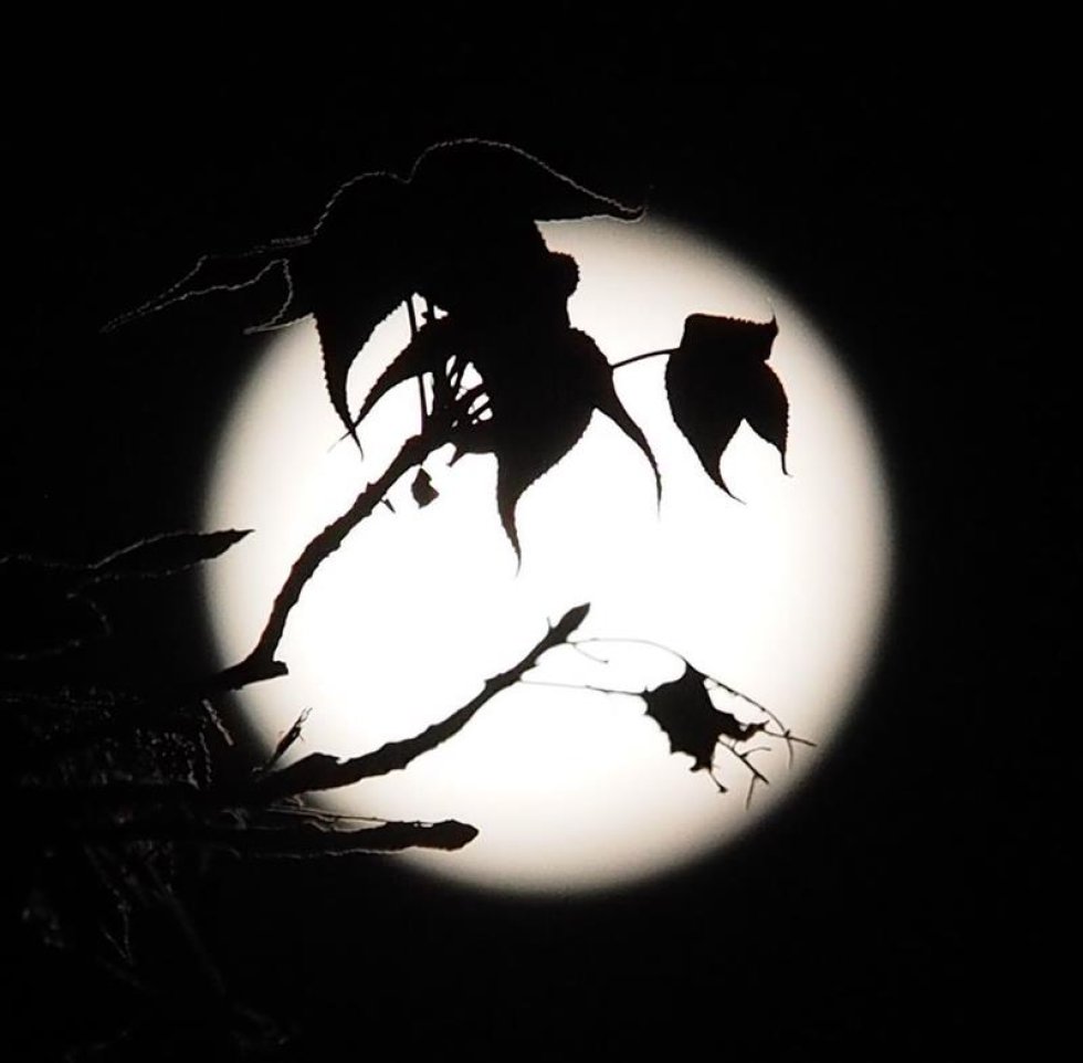 Los “lunáticos” colombianos podrán observarla desde las 6 de la tarde en diferentes ciudades. Los “lunáticos” colombianos podrán observarla desde las 6 de la tarde en diferentes ciudades.