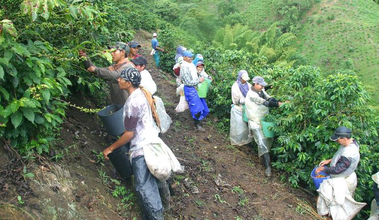 Máquina para recolectar café: Con máquinas que recojan café la FNC va a  afrontar la escasez de mano de obra | Nacional | Caracol Radio