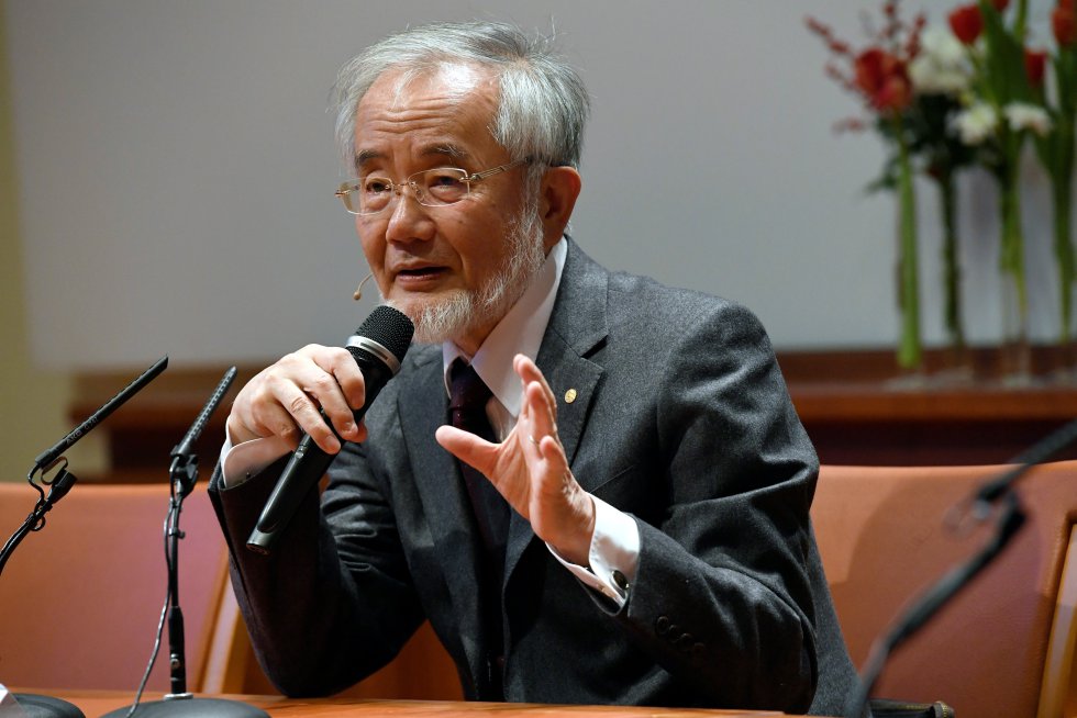 Yoshinori Ohsumi, Nobel de Medicina otorgado por su estudio de los mecanismos subyacentes a la autofagia, una ‘autoalimentación’ celular. Yoshinori Ohsumi, Nobel de Medicina otorgado por su estudio de los mecanismos subyacentes a la autofagia, una ‘autoalimentación’ celular.