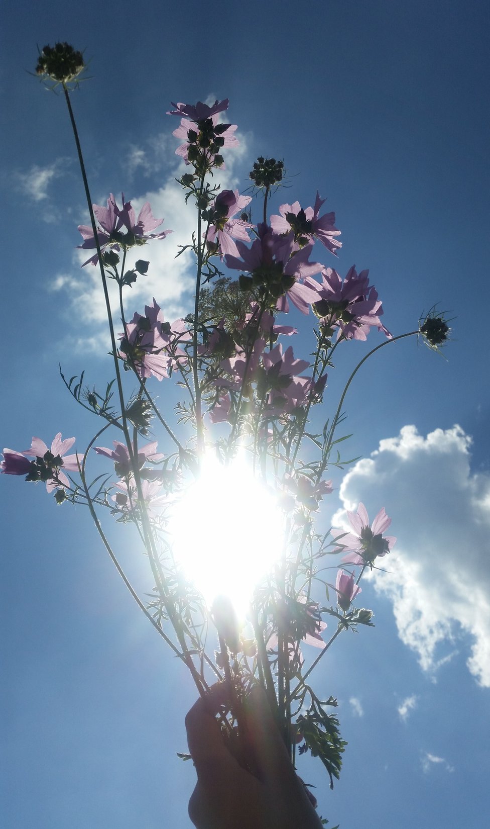 Louise Donovan, suroeste de Inglaterra: "El sol visto a través de un ramo de flores silvestres recién cortadas" Louise Donovan, suroeste de Inglaterra: "El sol visto a través de un ramo de flores silvestres recién cortadas"