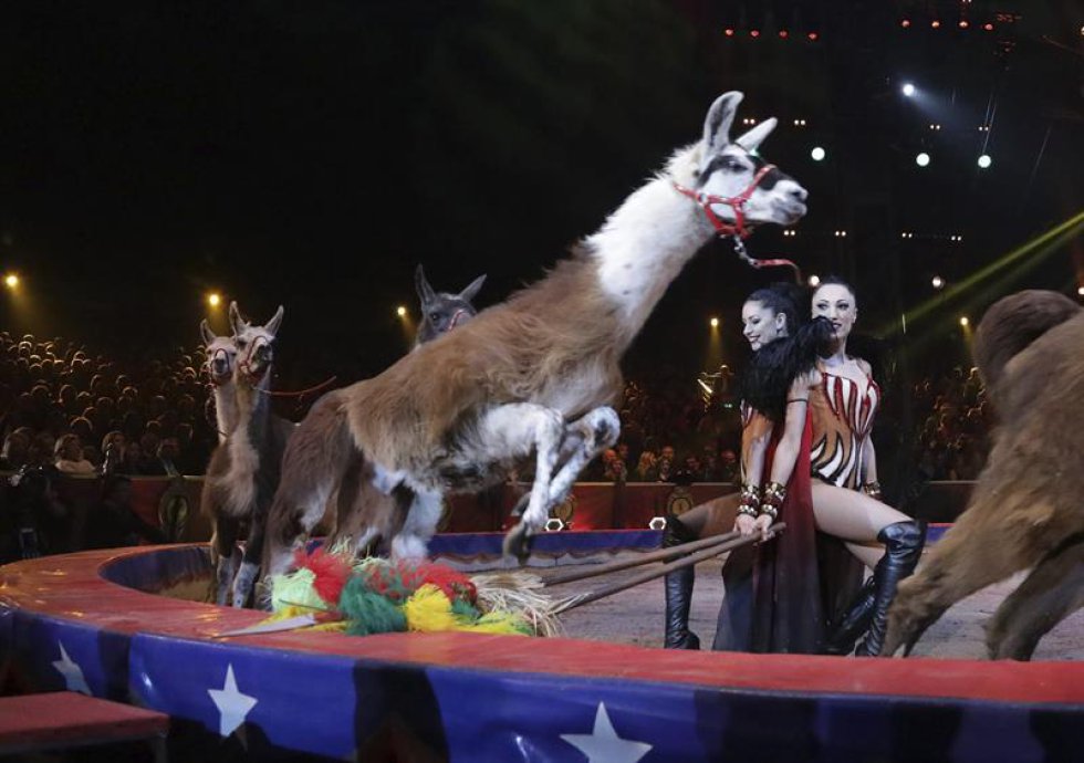 Las artistas Marek Jama actúan durante la ceremonia de la edición 41 del Festival Internacional de Circo de Monte-Carlo celebrado en Mónaco. Las artistas Marek Jama actúan durante la ceremonia de la edición 41 del Festival Internacional de Circo de Monte-Carlo celebrado en Mónaco.