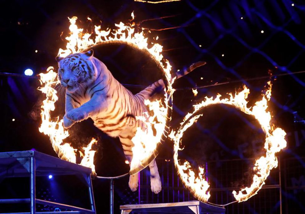 Los hermanos Zapashny, ganadores del Premio payaso de plata, actúan durante la ceremonia de la edición 41 del Festival Internacional de Circo de Monte-Carlo. Los hermanos Zapashny, ganadores del Premio payaso de plata, actúan durante la ceremonia de la edición 41 del Festival Internacional de Circo de Monte-Carlo.