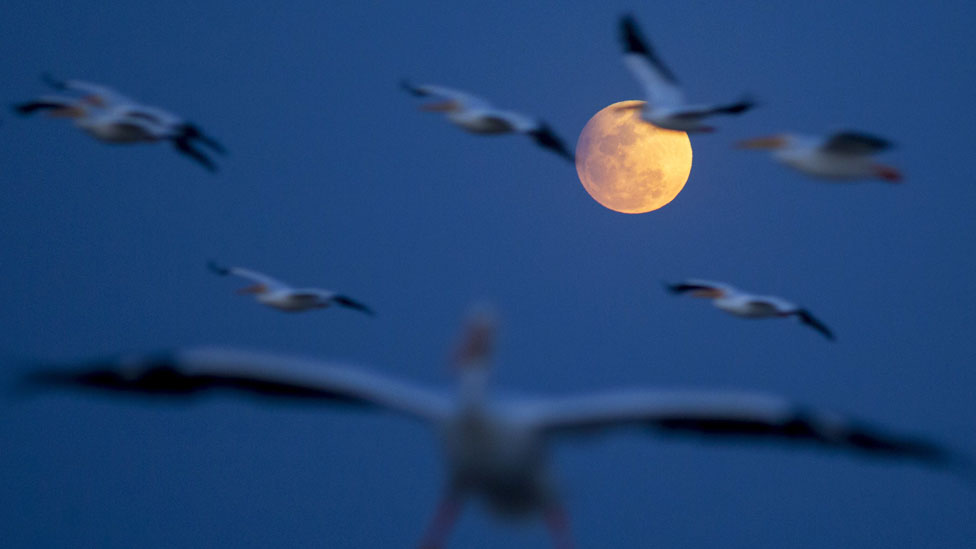 La Luna ilumina la noche en la Isla de Petatán, en estado de Michoacán, en México. La espectacular Luna llena de febrero coincidió con un eclipse lunar y deleitó a millones de observadores. Este mes la Luna llena se conoce como "Luna de nieve", ya que en el hemisferio norte es cuando caen las nieves más fuertes. La Luna ilumina la noche en la Isla de Petatán, en estado de Michoacán, en México. La espectacular Luna llena de febrero coincidió con un eclipse lunar y deleitó a millones de observadores. Este mes la Luna llena se conoce como "Luna de nieve", ya que en el hemisferio norte es cuando caen las nieves más fuertes.