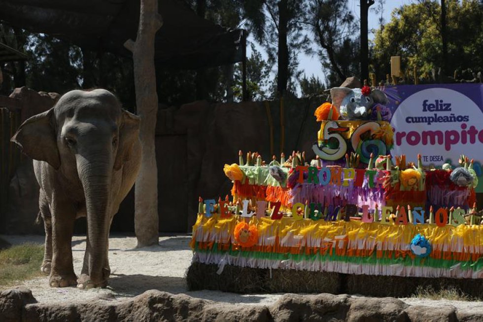 Con un pastel de cumpleaños hecho de sandía, papaya, melón, mazorcas, bananos y zanahoria, la elefanta "Trompita", un icono de Guatemala, celebró hoy sus 56 años muy emocionada. Con un pastel de cumpleaños hecho de sandía, papaya, melón, mazorcas, bananos y zanahoria, la elefanta "Trompita", un icono de Guatemala, celebró hoy sus 56 años muy emocionada.