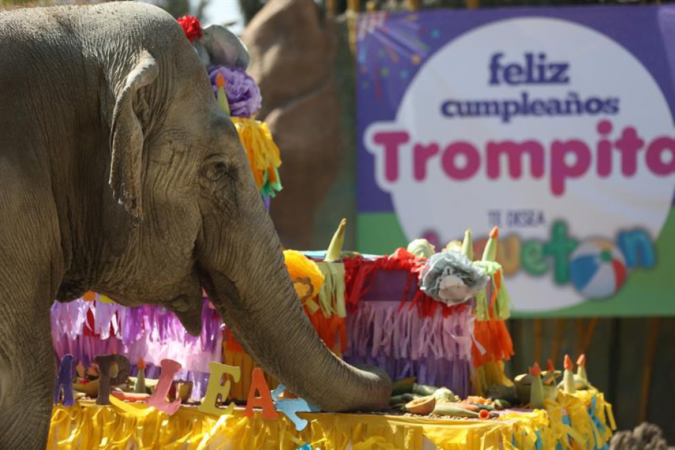 El animalito, cuyo nombre original es "Bombi", es una elefanta asiática Elephas Maximus que fue rescatada por el zoológico La Aurora de un circo en el año 2008, cuando fue adoptada como un miembro especial de la familia. El animalito, cuyo nombre original es "Bombi", es una elefanta asiática Elephas Maximus que fue rescatada por el zoológico La Aurora de un circo en el año 2008, cuando fue adoptada como un miembro especial de la familia.