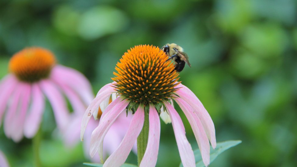 Desde Argentina nos llega esta imagen "de una flor a punto de ser acariciada por una lluvia artificial y la abeja enamorando a una flor", según nos cuenta su autora Patricia Hamnstrom. Desde Argentina nos llega esta imagen "de una flor a punto de ser acariciada por una lluvia artificial y la abeja enamorando a una flor", según nos cuenta su autora Patricia Hamnstrom.