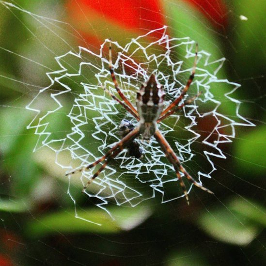 Y esta colorida e impresionante telaraña viene desde Guayaquil, enviada por Daniela Marques. Y esta colorida e impresionante telaraña viene desde Guayaquil, enviada por Daniela Marques.