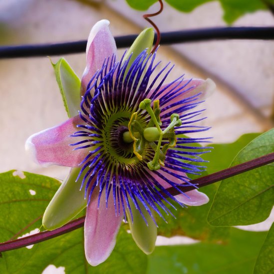 Y Lo Reyes, desde Guatemala, nos cuenta que esta flor es "el orgullo del jardín de Mamá". Queda claro el porqué. Y Lo Reyes, desde Guatemala, nos cuenta que esta flor es "el orgullo del jardín de Mamá". Queda claro el porqué.