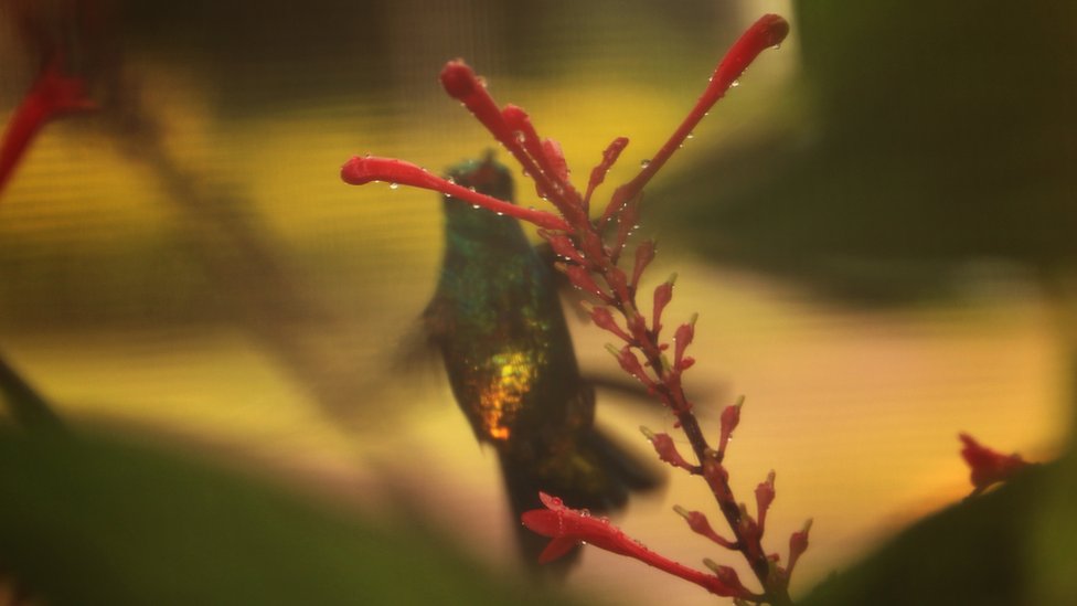 Este picaflor lo captó Andrés Luna Hermosilla en su jardín de Santa Cruz de la Sierra en Bolivia. Este picaflor lo captó Andrés Luna Hermosilla en su jardín de Santa Cruz de la Sierra en Bolivia.
