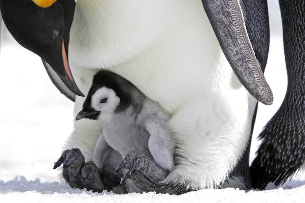 Entre los pingüinos se presenta el ‘cainismo’, es decir, que uno de los polluelos trata de acabar con los más débiles para acaparar el alimento o expulsarlo del nido. Entre los pingüinos se presenta el ‘cainismo’, es decir, que uno de los polluelos trata de acabar con los más débiles para acaparar el alimento o expulsarlo del nido.