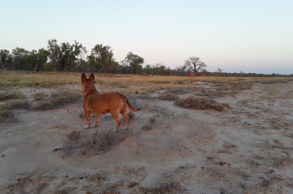 Bronwyn Jones: "Aquí aparece mi perro Jolie viendo los arbustos con la luz del atardecer. Es un paisaje de la región de Kimberley, una zona en el oeste de Australia. En la distancia se aprecian árboles y hormigueros. Fue un fresco y hermoso momento del día, después de un agobiante calor". Bronwyn Jones: "Aquí aparece mi perro Jolie viendo los arbustos con la luz del atardecer. Es un paisaje de la región de Kimberley, una zona en el oeste de Australia. En la distancia se aprecian árboles y hormigueros. Fue un fresco y hermoso momento del día, después de un agobiante calor".