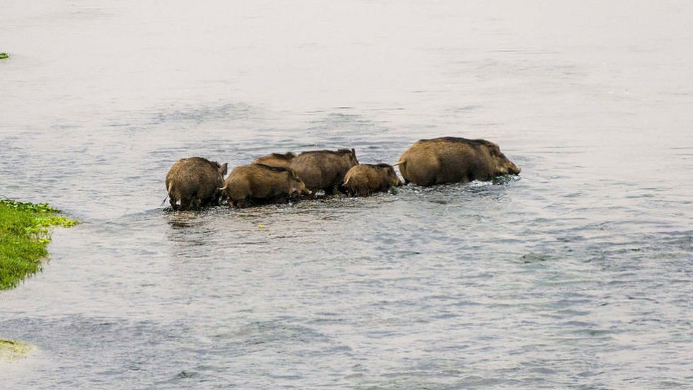 El cinematógrafo canadiense Mike Corey estaba trabajando en busca de tiburones, dirigió su bote hacia el cayo Big Major, un pequeño islote inhabitado y vio que unos animales salieron corriendo. Y dijo "eran negros, blancos, marrones. Pensé que eran perros o cabras... no sabía. No pensé que se fueran a meter al agua". El cinematógrafo canadiense Mike Corey estaba trabajando en busca de tiburones, dirigió su bote hacia el cayo Big Major, un pequeño islote inhabitado y vio que unos animales salieron corriendo. Y dijo "eran negros, blancos, marrones. Pensé que eran perros o cabras... no sabía. No pensé que se fueran a meter al agua".