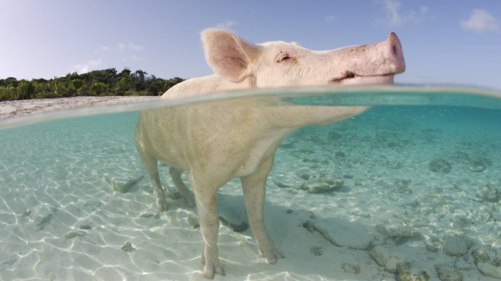 Los marranos se convirtieron en tal atracción turística que al cayo se lo conoce ahora más como "La isla de los cerdos". Los marranos se convirtieron en tal atracción turística que al cayo se lo conoce ahora más como "La isla de los cerdos".
