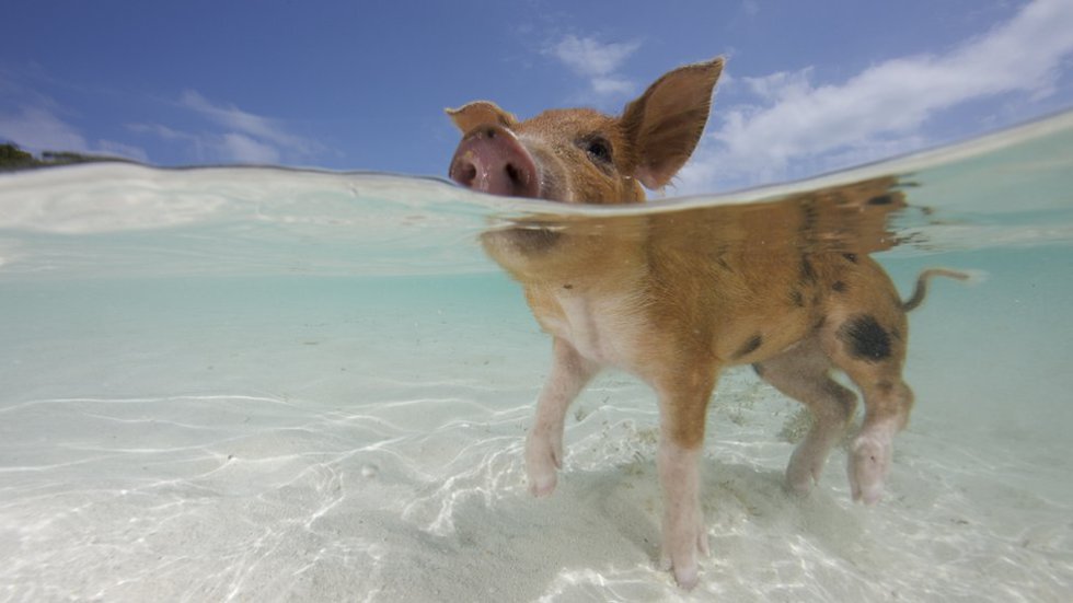 Las islas de Bahamas son un destino soñado. Con sus playas perfectas, sus aguas idílicas y sus cerdos nadadores. Las islas de Bahamas son un destino soñado. Con sus playas perfectas, sus aguas idílicas y sus cerdos nadadores.