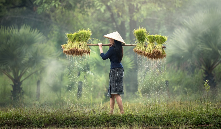 ¡china Cosecha Arroz De Agua Salada Internacional Caracol Radio