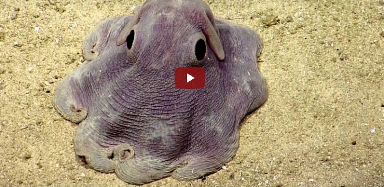 Video Del Pulpo Con Orejas Grandes Asombroso El Pulpo Que Se Parece A Dumbo Tendencias Caracol Radio