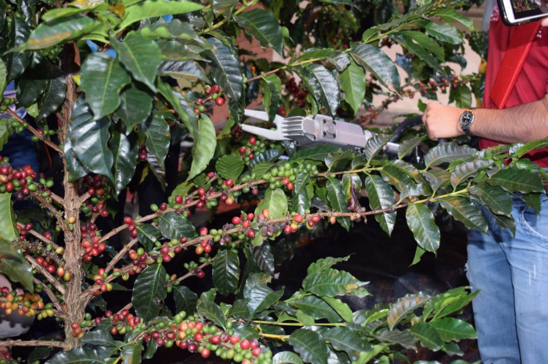 Recolección de café; maquina para recolectar café: Máquina derribadora de  café para aliviar la escasez de recolectores | Manizales | Caracol Radio