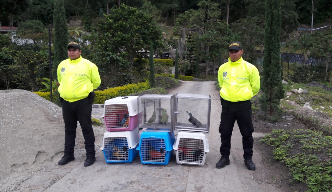 Rescate De Animales En Bogota Durante El 18 Fueron Rescatados Mas De 2 000 Animales Silvestres Bogota Caracol Radio