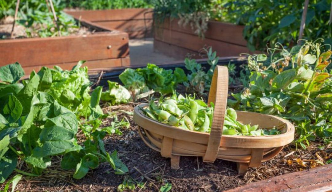 cultivos en casa: Es hora de hacer su huerta casera | Al ...