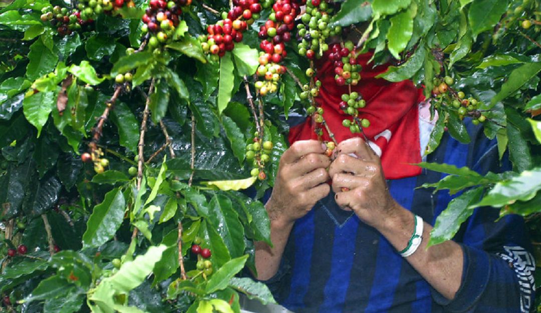Cafeteros del Tolima, en crisis por precios de la carga de
