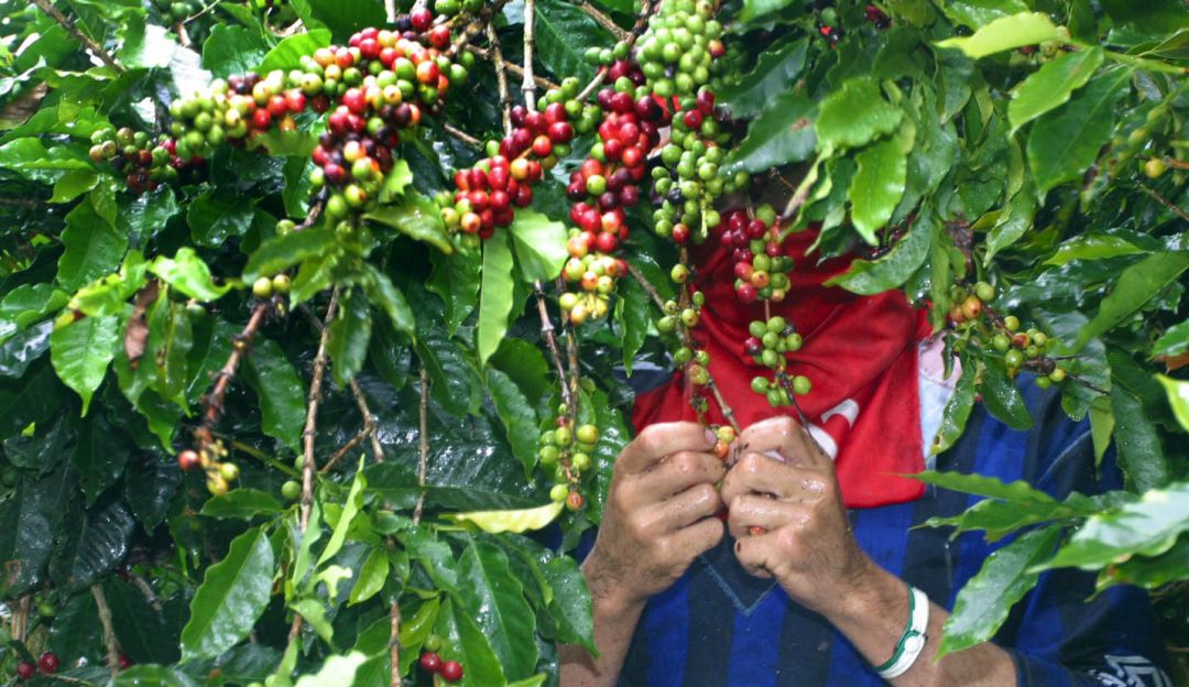 Exportaciones de café Dos lotes de café colombiano se