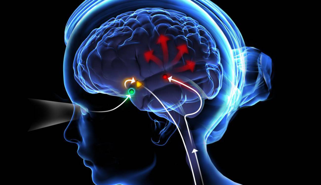 Glándula pineal: Los beneficios de activar la glándula pineal | En Armonía  | Caracol Radio