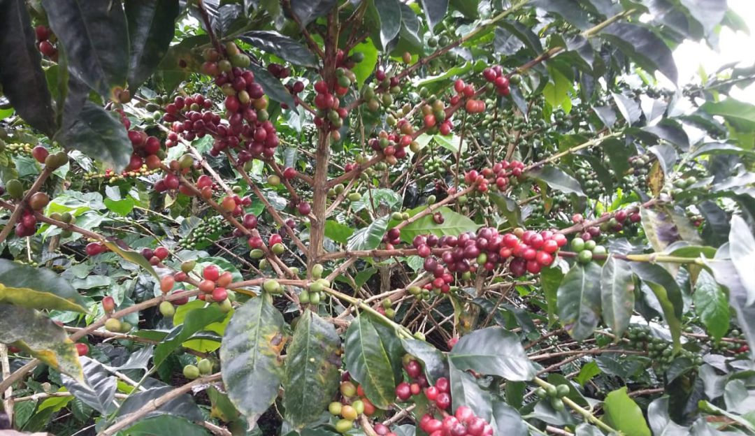 cafeteros caficultores productores de café Colombia busca