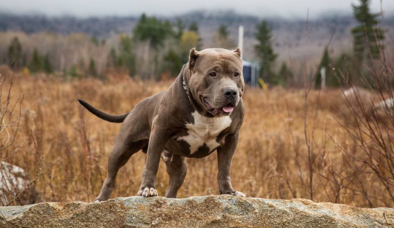 Perros Guardianes Conozca Al Pitbull Que Salvo Al Bebe De Un Incendio Tendencias Caracol Radio
