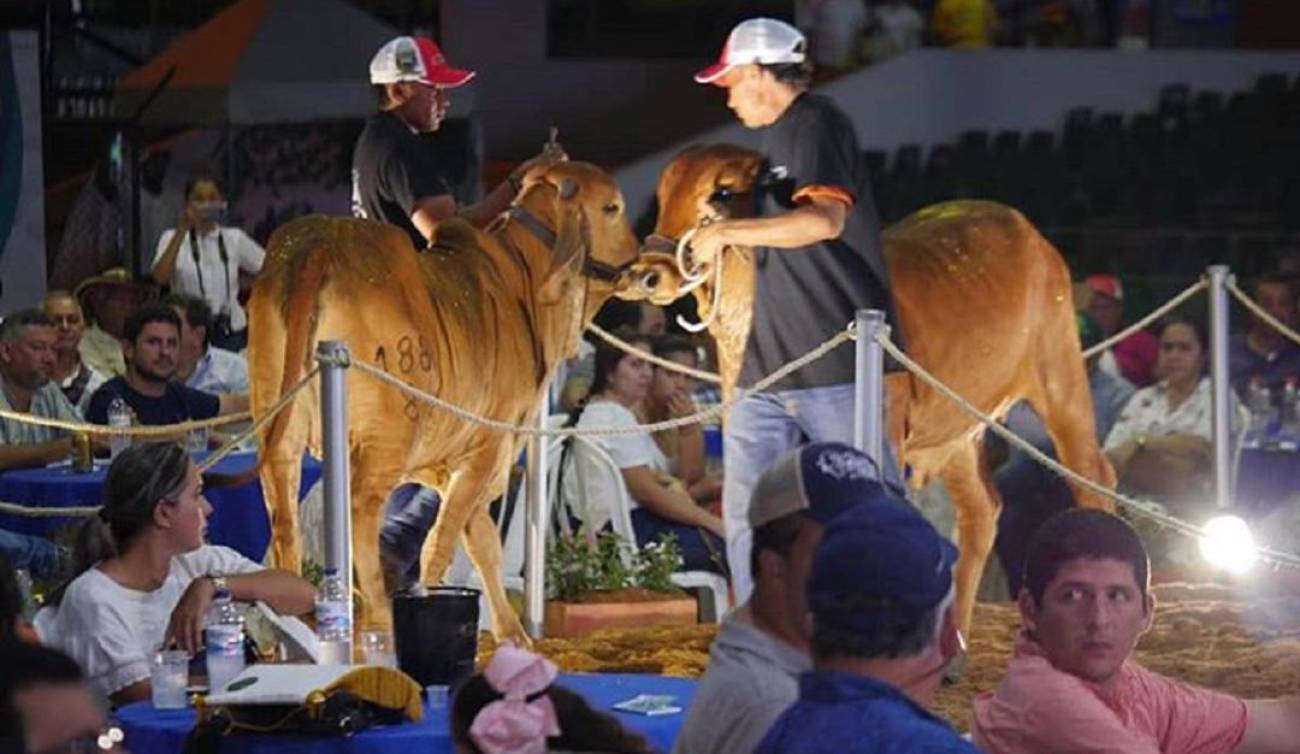 La Feria Ganadera, una fiesta de todos Montería Caracol Radio