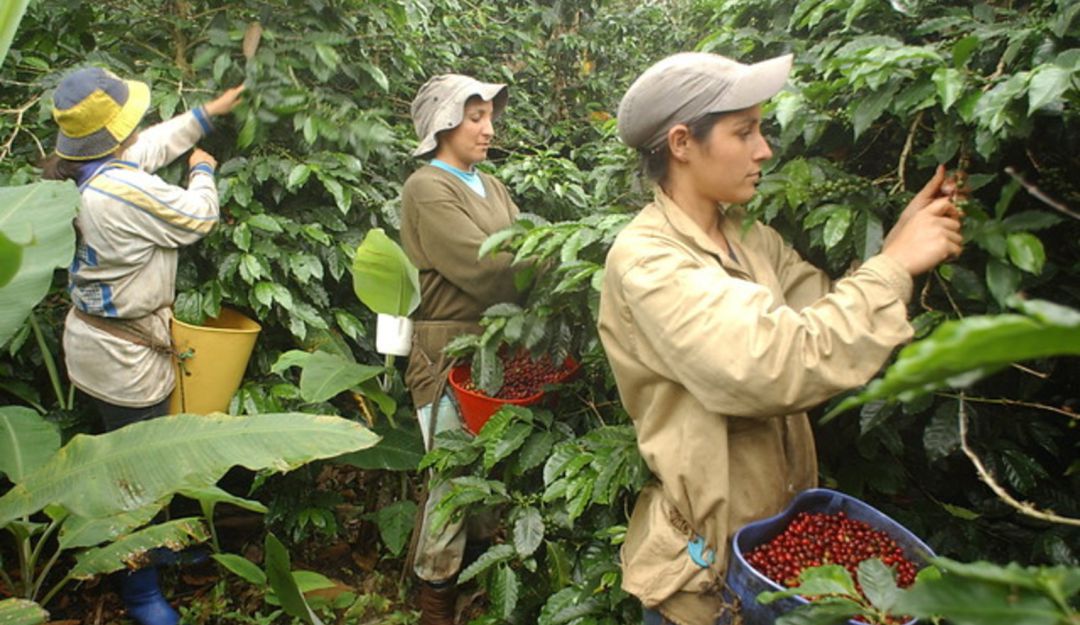 Invierno azota agricultores de Risaralda: Productores de plátano y café en  Risaralda afectados por la ola invernal | Pereira | Caracol Radio