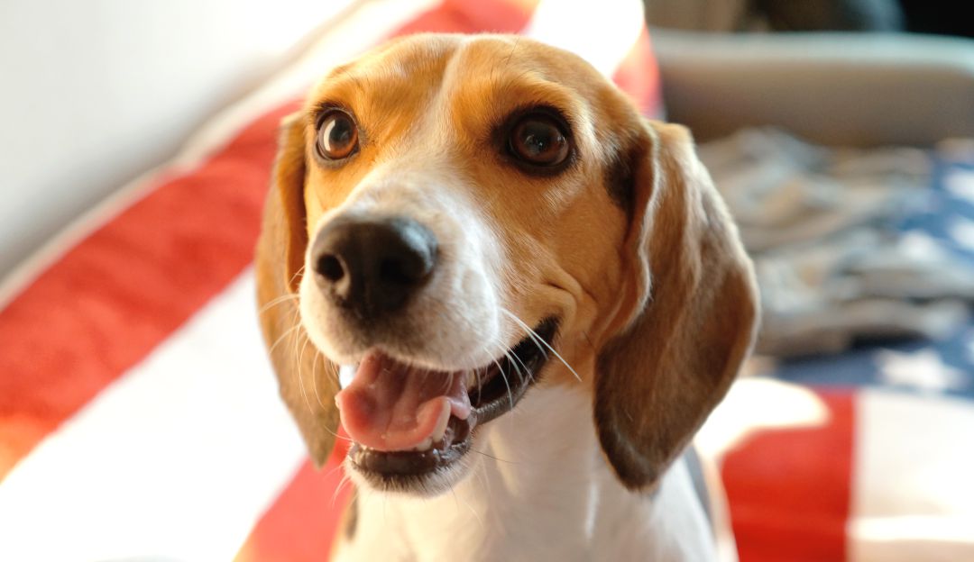 Caracteristicas De Un Beagle De Raza Pura