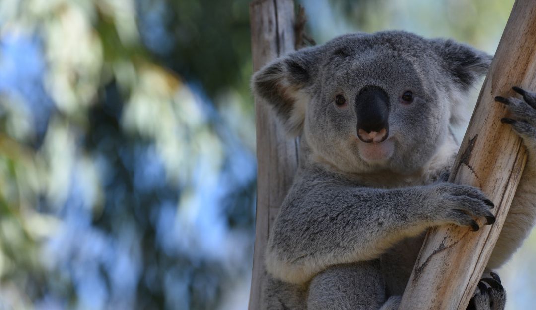 Ingesta de excremento para salvar la especie de los Koalas ¿Excremento