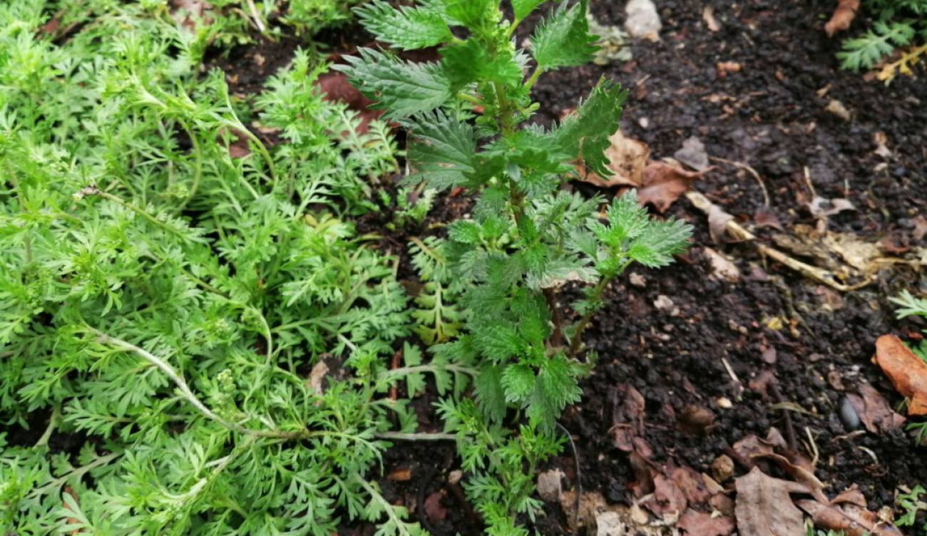 Conozca La Ortiga Ortiga La Planta Que Pica Tiene Uso Medicinal