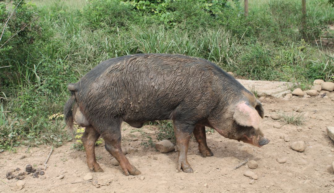 cerdos razas criollas Cerdo casco de mula Agrosavia 