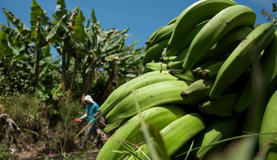 Ola invernal ha dañado cultivos de diferentes alimentos en Risaralda - Caracol Radio