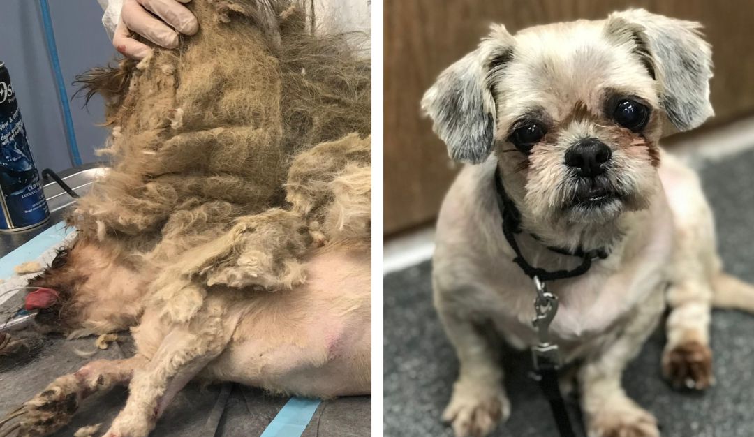 Perros Sociedad Humanitaria De Nebraska Ellie Mae 15 Cm De Unas Y 4 Kilos De Pelo La Transformacion De Perro Abandonado Tendencias Caracol Radio