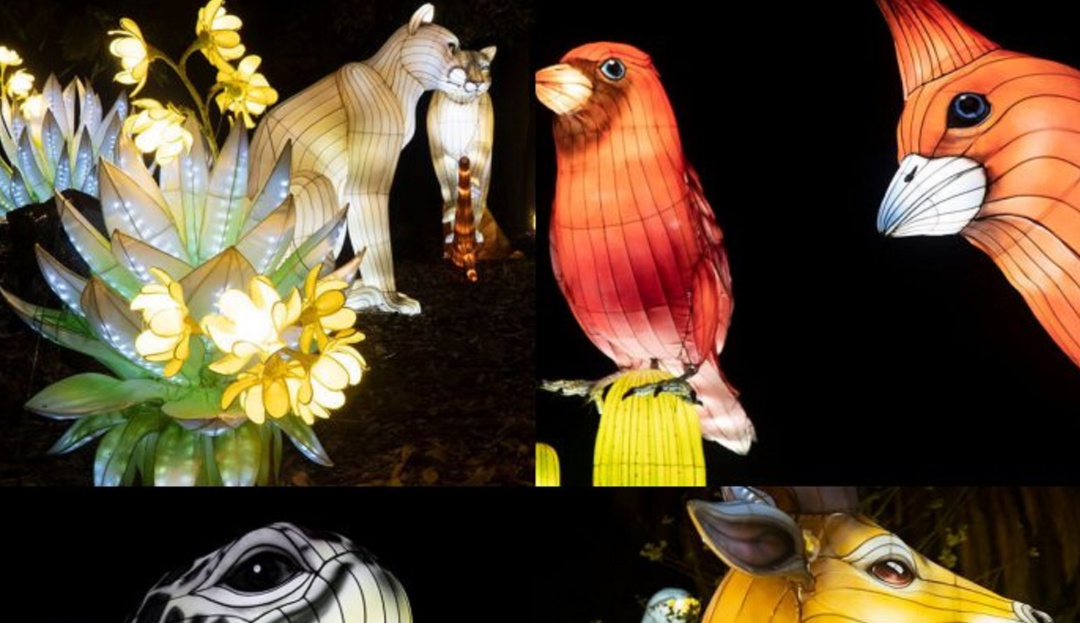 Fauna y flora colombiana iluminarán el parque Jardín Botánico de Bogotá - Caracol Radio