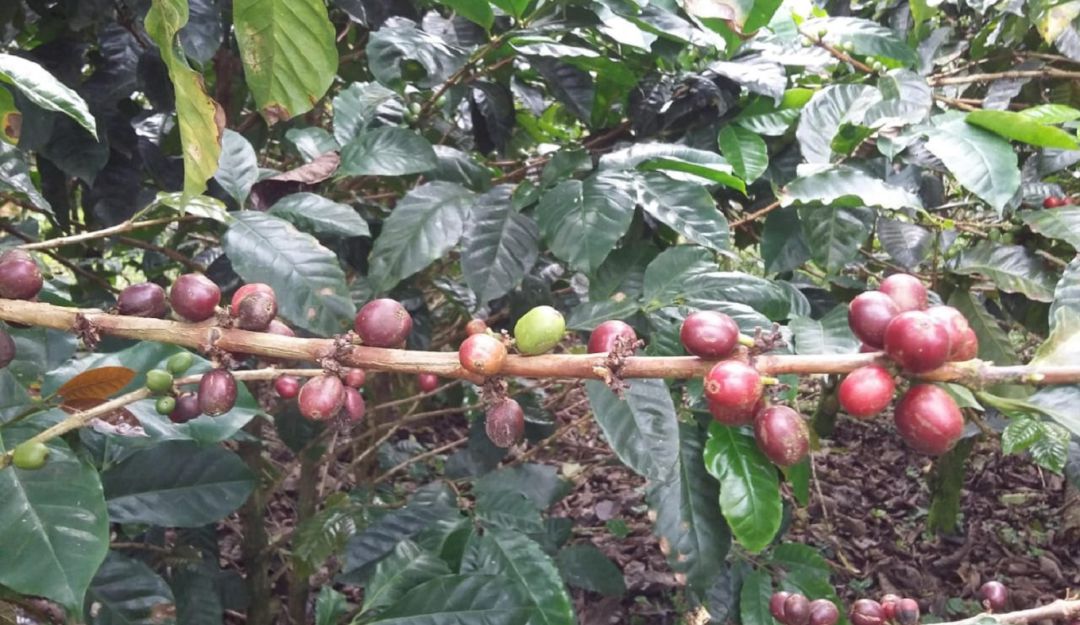 Congreso cafetero Trabajar en la calidad del café del Eje