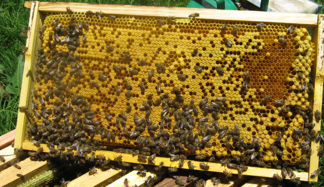 La disminución de la población de abejas