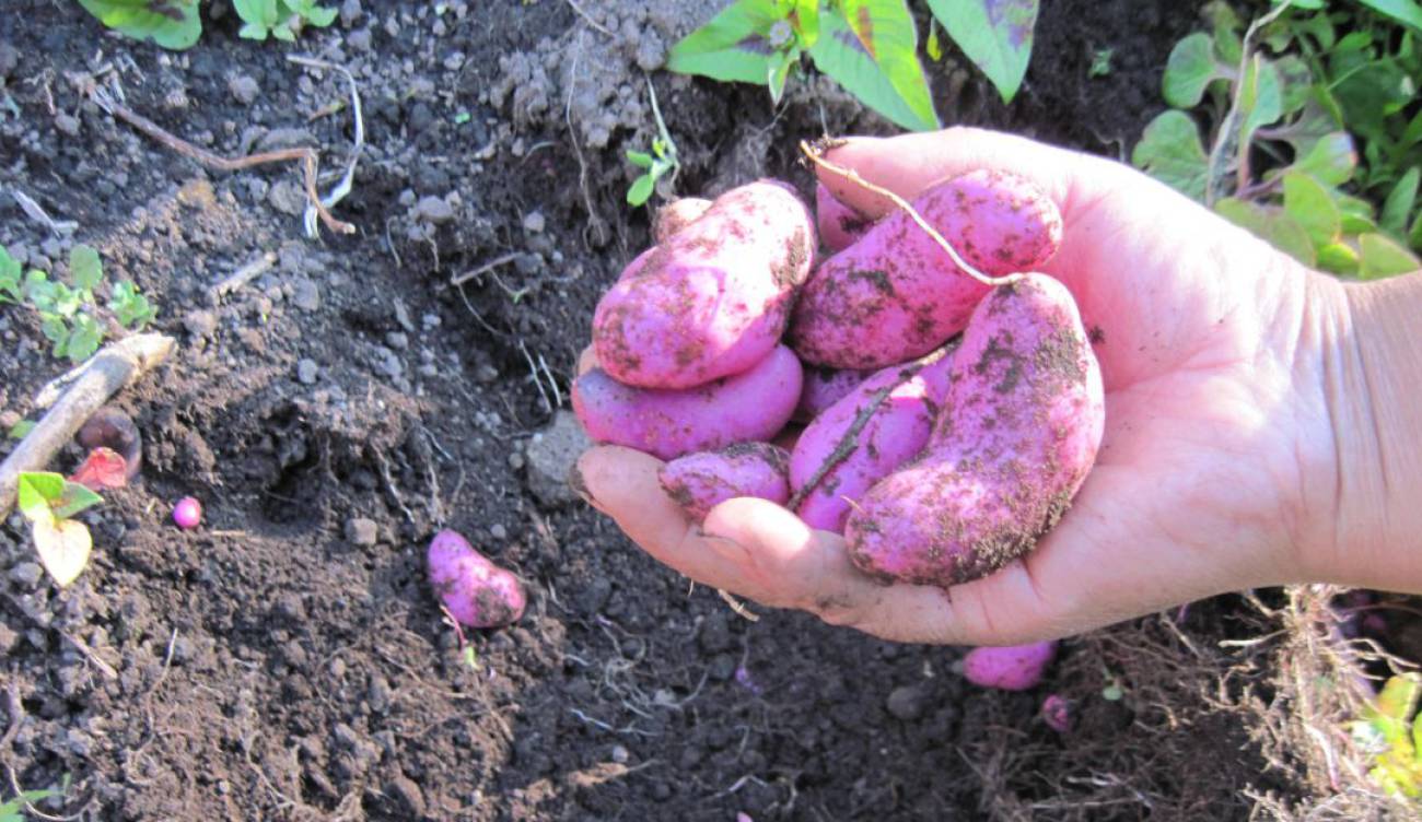 Habas Ullucos Comida Tradicional Habas Y Ollucos Alimentos De Nuestras Ancestros Al Campo Caracol Radio