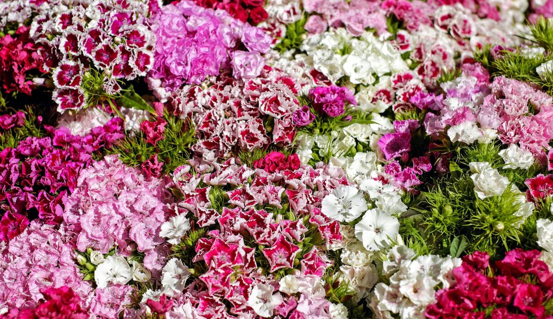 Colombia y los claveles Hoy por Hoy Caracol Radio