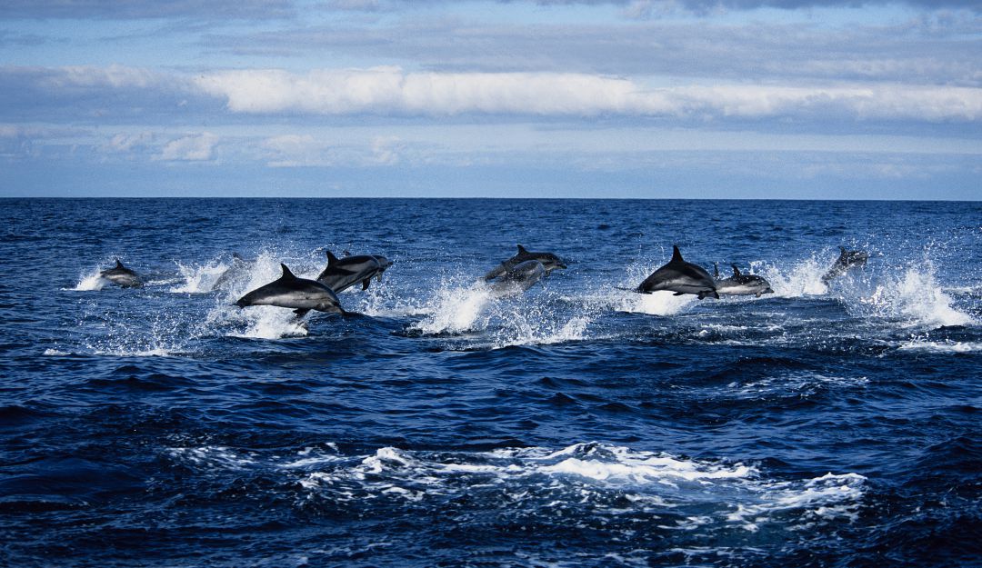 Recuperacion De Recursos Naturales Por Cuarentena Video De Delfines Nadando En Mar Guajiro Se Roba El Show En Redes Sociales Ecologia Caracol Radio