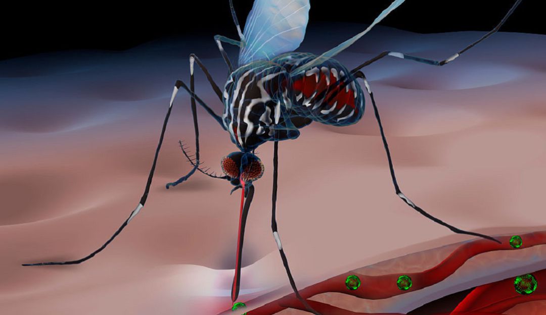 Insectos Amenazas Mosquito Tigre La Nueva Amenaza Que Transmite Virus Como Dengue O El Zika Ecologia Caracol Radio